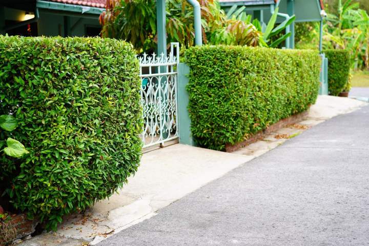 Taille de haies Talence